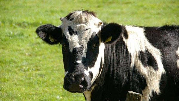 Investor.bg Компания, финансирана от 'Уебит ИН', успешно тества добавка за по-малко метан в говедовъдството