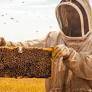 BeeHero takes growers inside the hive