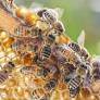 Plans for Sunraysia set pollination company abuzz