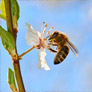 BeeHero launches Pollination Insight Platform 2.0