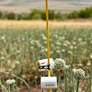 BeeHero launches Pollination Insight Platform 2.0 for data-driven pollination predictions and improved in-field monitoring across the globe