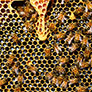 BeeHero, the Israeli startup that developed an innovative honeycomb monitoring system