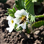 BeeHero brings pollination tech to Peru