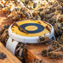 Precision pollination specialist BeeHero enters Latam market, predicts revenues of $70m+ in 2024