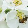 BeeHero shares data-backed insights from almond pollination season