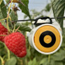 Israeli startup BeeHero and the seed company Seeds Ltd. are collaborating to implement innovative technology for monitoring bees in seed growing fields in Israel and around the world.