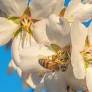 Sensors monitor honeybees so they can pollinate better