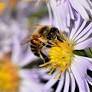 Israeli Agritech Startup Brings Beekeeping Technology To Australia