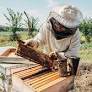 A Beekeeping Startup's 3 Head-Buzzing Leadership Lessons