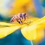 AI and robotic pollination gives bee industry buzz