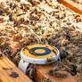 IOT Sensors Make Bee Hives Smarter And Change The Pollination Deficit
