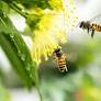Creating a buzz: Israeli entrepreneurs aim to save the bees