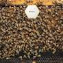 Saving the bees is nothing short of a challenge to save humankind