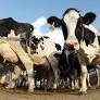 'Blindspot' over methane emissions puts dairy and beef sectors at risk, say investors