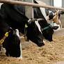 CH4 Begins Commercial Deliveries of Methane-Reducing Cattle Feed Supplement