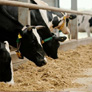 UPL partners with CH4 Global to launch methane-reducing cattle feed supplement