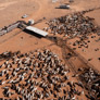 Mitsubishi: Slashing GHG Emissions by 90% with Cattle Feed