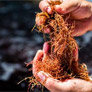 Jobs as $20m seaweed plant opens near Port Lincoln