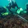 CH4 Global nets $4.45m to harvest seaweed in Southland