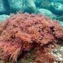 Seaweed option for methane closer than rules can see