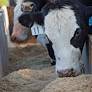 Methane-reducing seaweed feed supplement asparagopsis gets set to hit the beef and dairy cattle market