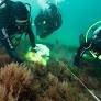 Global investors boost NZ red seaweed farming venture