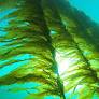 Can seaweed save the world? - Connect with UniSA